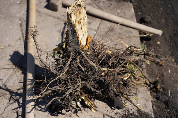 A dry tree is removed by pulling its roots at Ponte Vedra Beach, Florida.
