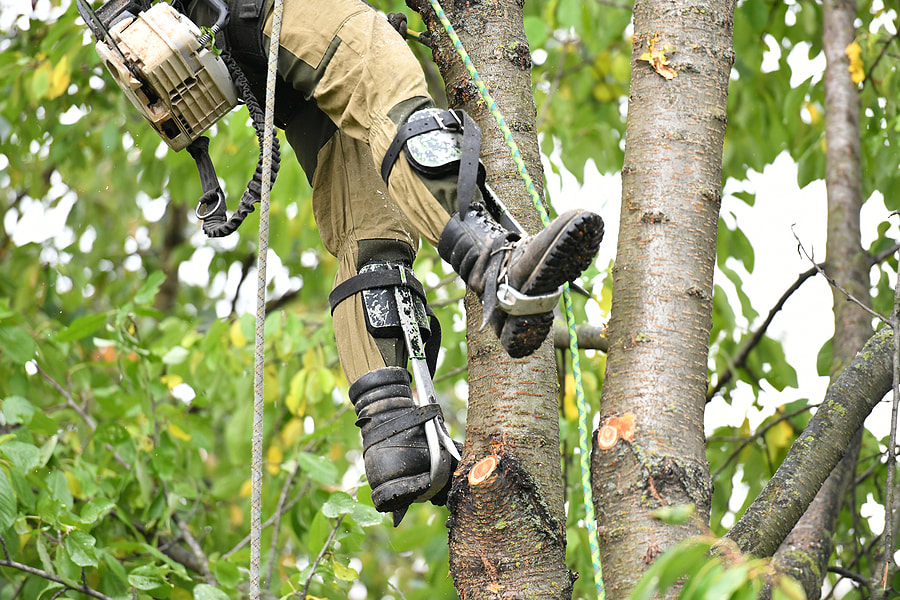 Professional in his field using a chainsaw to trim a tree at Ponte Vedra Beach, Florida.