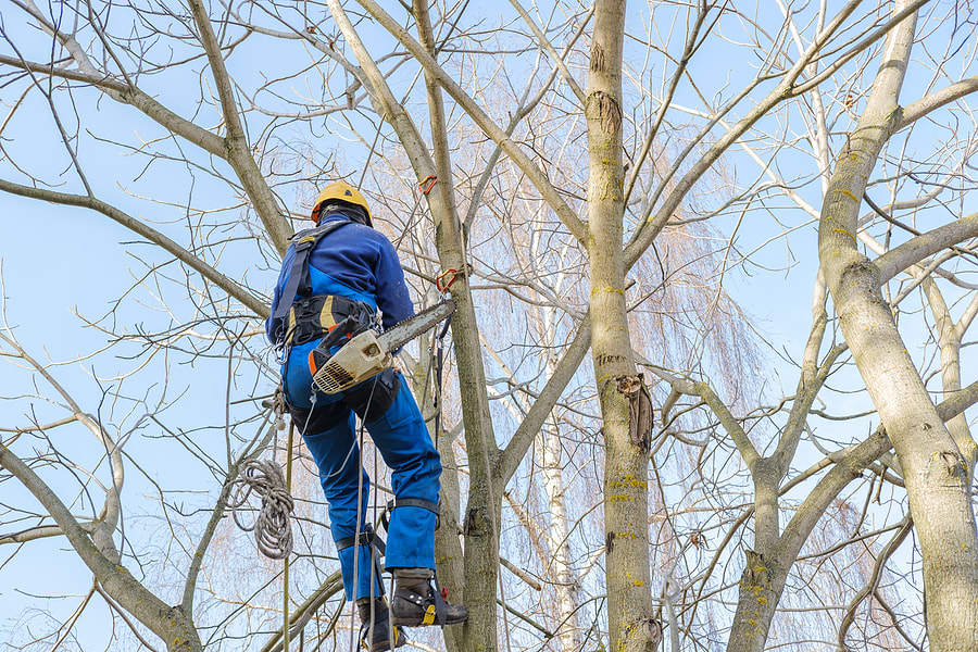 A cutting professional safely removes leafless bare mature tree branches in Ponte Vedra Beach, FL.