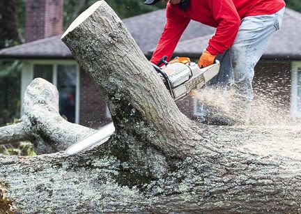 A tree expert is cutting down a tree in Ponte Vedra Beach, FL