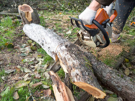 A man is cutting a tree with a chainsaw in Ponte Vedra Beach, FL
