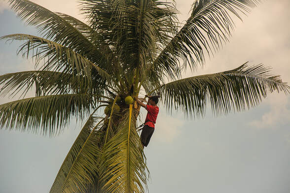 Gardener in harness climbing up a coconut palm tree to cut off dead branches in Ponte Vedra Beach, Florida.