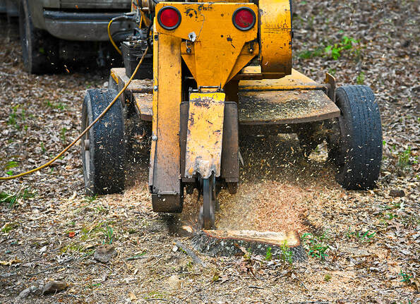 A Stump Grinding Machine Removing a Stump from Cut Down Tree in Ponte Vedra Beach, Florida.