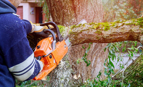 A tree worker is cutting a tree branch using a chainsaw at Ponte Vedra Beach, Florida.