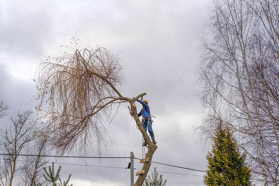 Ponte Vedra Beach Tree Removal professionals are cutting and removing a large willow branch in Ponte Vedra Beach, Florida.